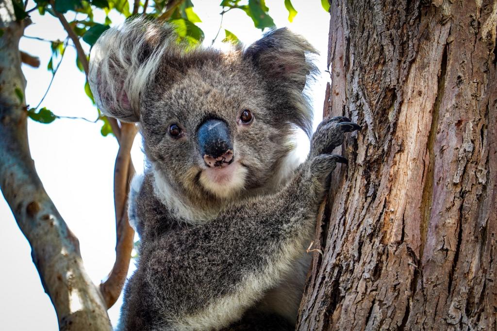 Koala auf einem Baum sitzend in Australien