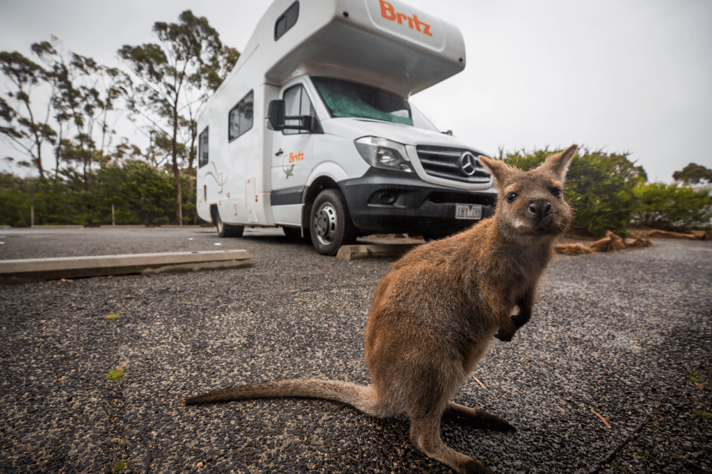 Kangaroo sitzend vor einen Britz Alkoven Wohnmobil