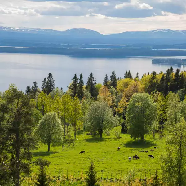 Luftaufnahme eines Waldes an einem See in Schweden