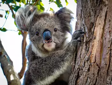 Koala auf einem Baum sitzend in Australien